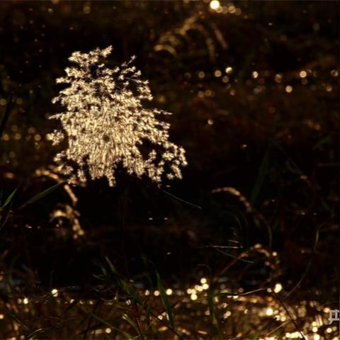 济西湿地公园最新动态更新，最新消息汇总