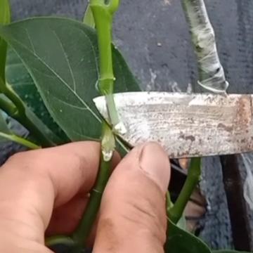 蜜播特别版全新版本深度解析