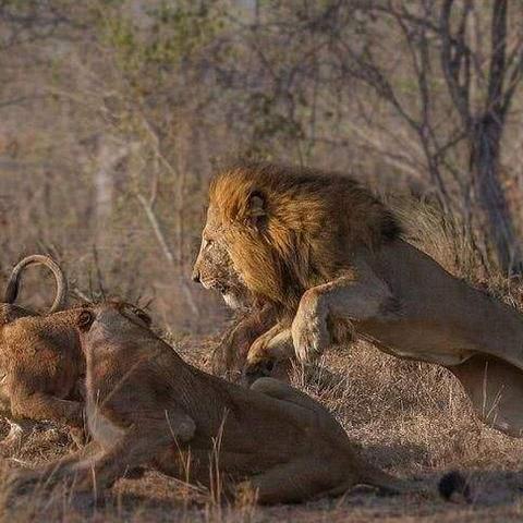 坏男孩现象揭秘，数据背后的真相探索