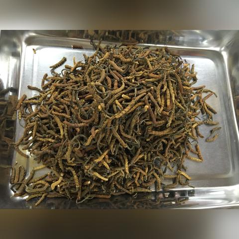 虫草最新行情动态解析