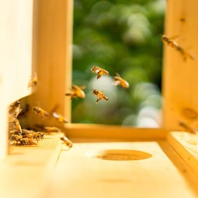 最新中蜂群研究，数量、特性与趋势分析