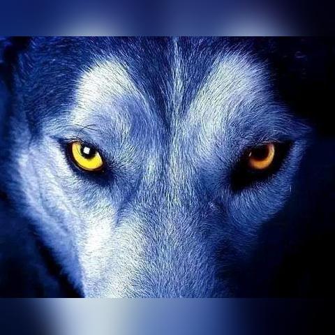 领狼最新数据洞察报告，潮流前沿引领者