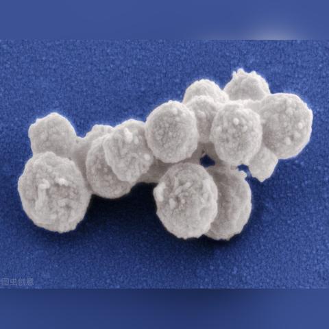 淋病最新药物治疗及研究数据效果解析