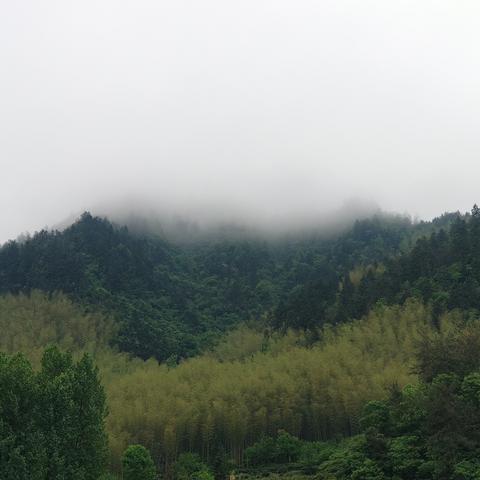 最新毛竹价格走势分析