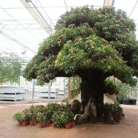 最新辣椒品种，颠覆认知，引领辣味新潮流