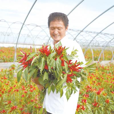 最新辣椒品种,颠覆认知,引领辣味新潮流