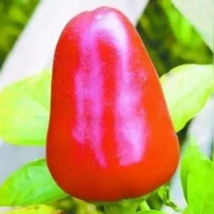 最新辣椒品种,颠覆认知,引领辣味新潮流