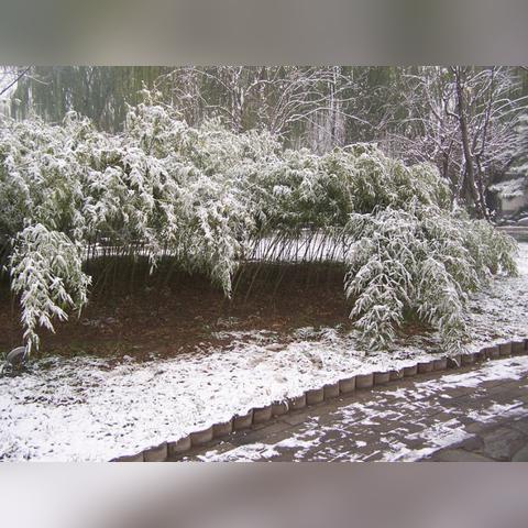全球多地降雪，影响交通与日常生活最新资讯