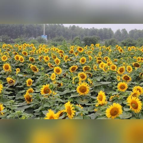 向日葵公司最新动态深度解析