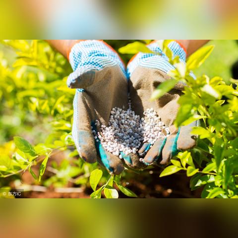 山东尿素最新出厂价格走势及分析