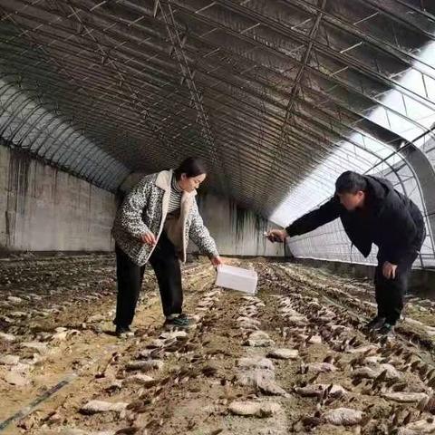 金凤区良田镇最新动态，发展更新消息揭秘