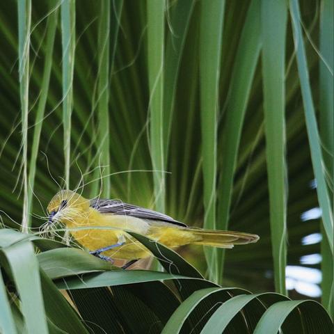 最新打鸟视频，鸟类世界的精彩瞬间
