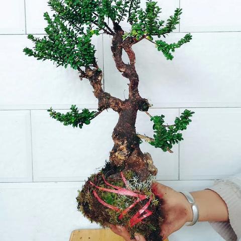 最新映山红下山桩，自然之美与艺术珍品