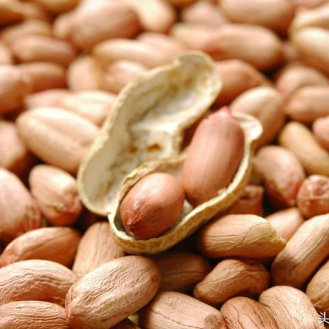 花生最新价格动态及市场趋势分析