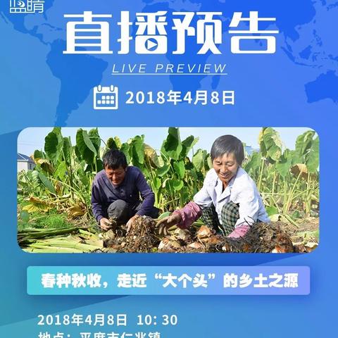 平度芋头最新市场行情分析，价格走势揭秘