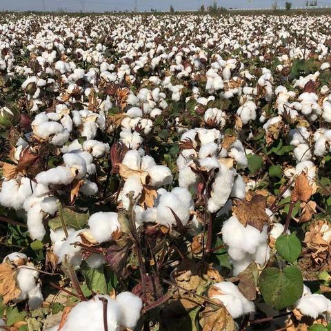 籽棉今日最新价格分析与行情预测