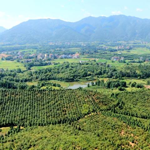 最新林业法解读，政策深度剖析