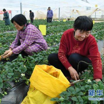 莱西最新招工信息大解析，招工信息详解！