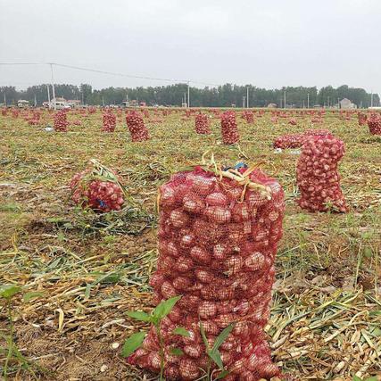 大蒜最新价格动态及分析摘要