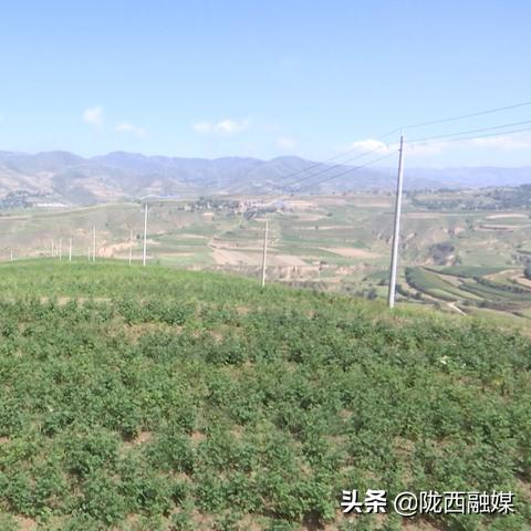 定西土豆最新市场行情分析，价格走势解析