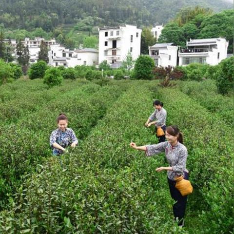 茶叶扦插技术最新进展，高效繁育茶树苗方法