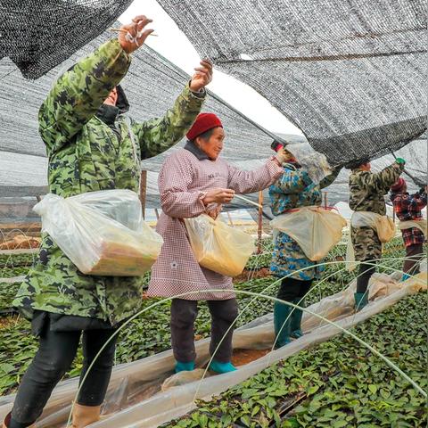 茶叶扦插技术最新进展,高效繁育茶树苗方法