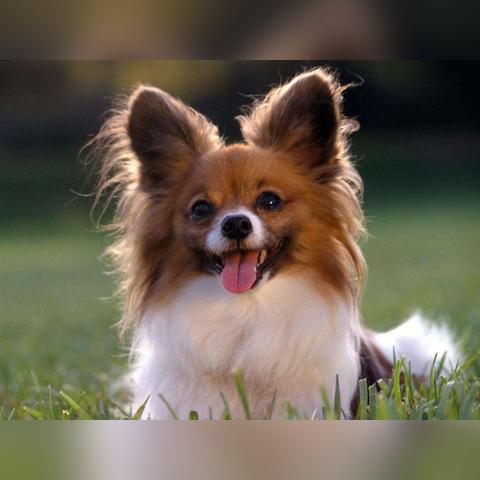 西班牙大学最新排名解析，排名榜单详解